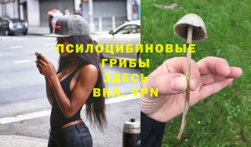 Галлюциногенные грибы Psilocybe  Дыгулыбгей 